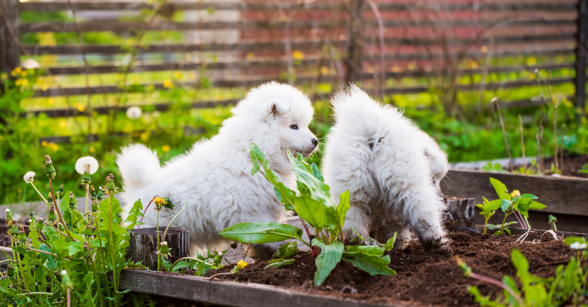 Help! My Dog Keeps Digging in My Garden